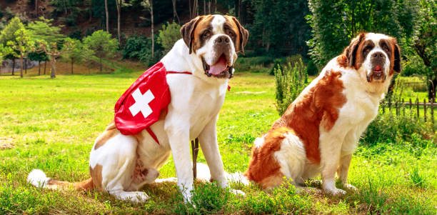 St. Bernard Dog in Switzerland Two St. Bernard dog standing on a green lawn outdoor. St Bernard is a breed of large rescue dog from Alps. They were bred for rescue work by hospice of Great St Bernard Pass on Italian-Swiss border. search and rescue dog photos stock pictures, royalty-free photos & images
