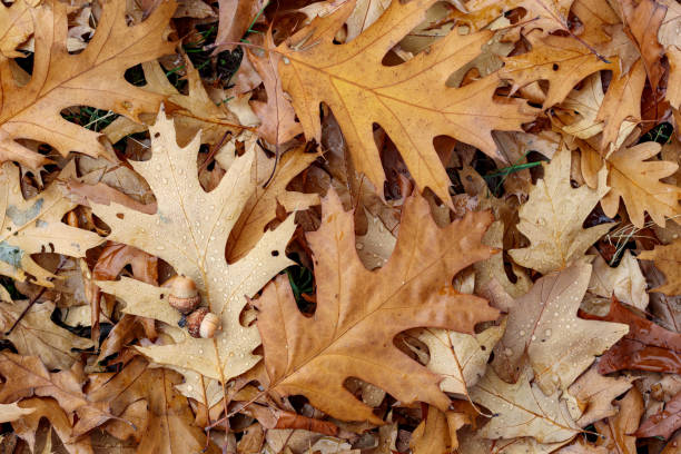 istock Oak leaves texture. Yellow leaf autumn background 1278829347