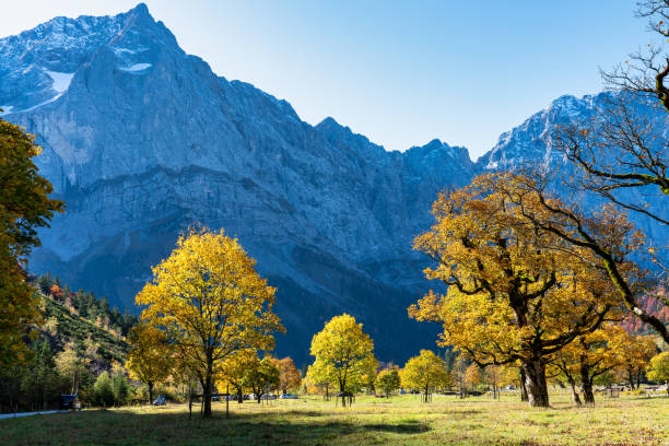 istock maple trees at Ahornboden, Karwendel mountains, Tyrol, Austria 1278829571