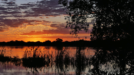 Beautiful sunset over peaceful Chobe River bank with orange sky and illuminated clouds with tree and reed in foreground near Kasane, Botswana.