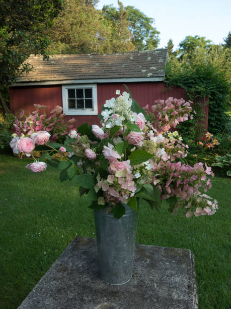 roses, hydrangeas, cut flowers outside in galvanized vase on stone table in front of red shed