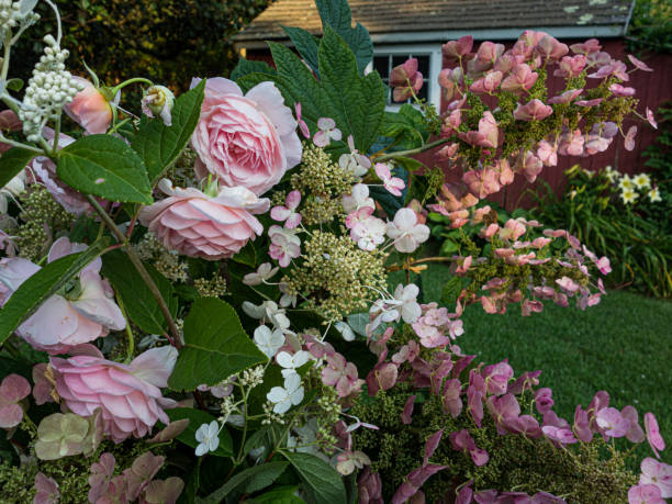 roses, hydrangeas, cut flowers outside in galvanized vase on stone table in front of red shed