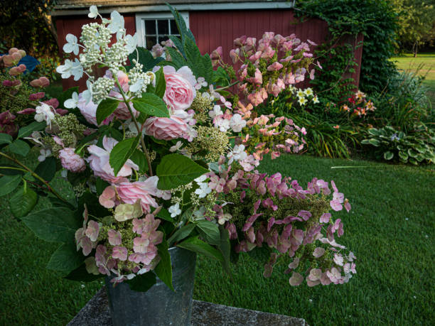istock roses, hydrangeas, cut flowers outside in galvanized vase on stone table in front of red shed 1278832111
