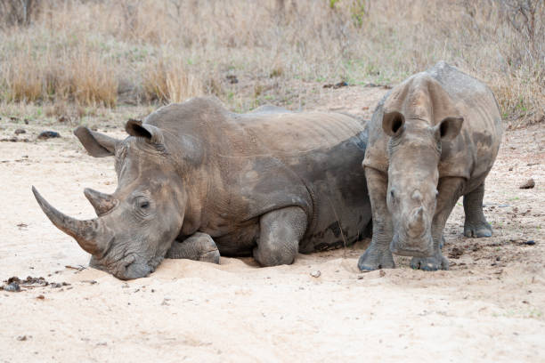 istock White Rhino and Calf 1278832362