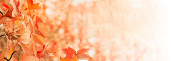 Automn leaves banner, orange leaf background, autumn foliage seasonal time