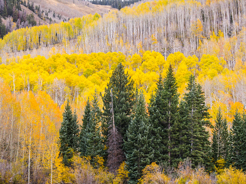 The slopes of the La Sal Mountains of Utah, USA, coverd in fall forests of yellow colored quaking aspen, and evergreen, Douglas-firs,