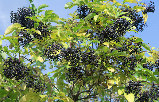 Black elderberry, Sambucus nigra is a medicinal plant with a diuretic, anti-inflammatory and disinfectant effect.