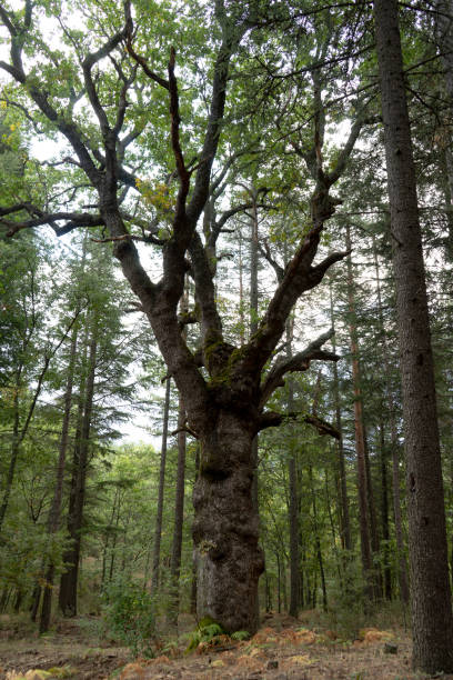 istock Millennial tree in the middle of nature 1278833936
