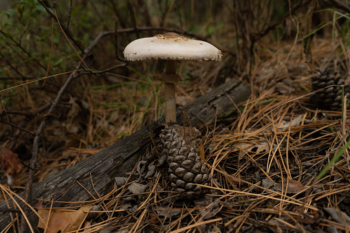 Madrid- Horcajuelo de la Sierra mushrooms in autumn