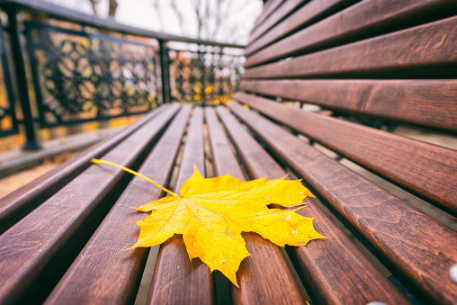 Yellow autumn leaf on the bench in the park, autumnal seasonal concept, image with selective focus