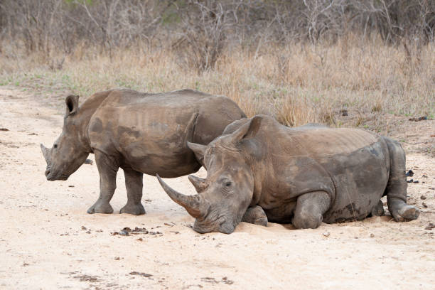 istock White Rhino and Calf 1278834742