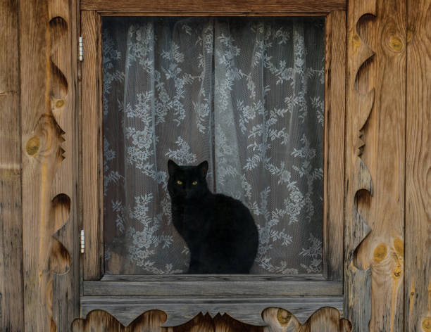 istock Black cat in the window 1278834924