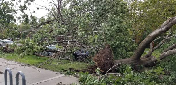 istock Fallen Trees in Salt Lake City from Wasatch Front Windstorm on September 8, 2020 1278835051