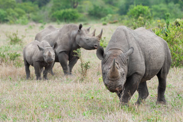 istock Black Rhino Family 1278835192