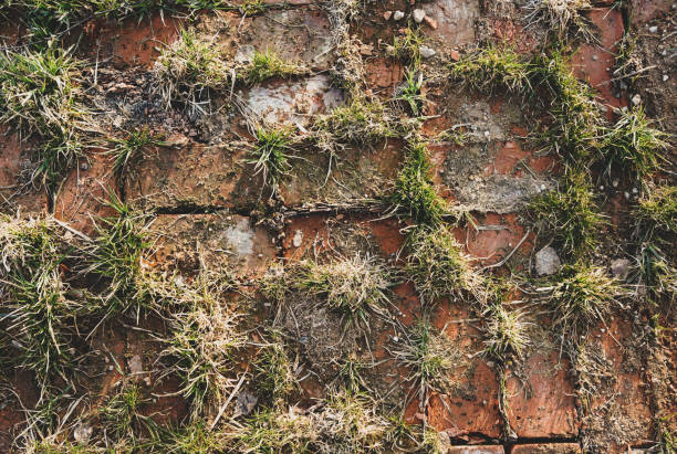 istock texture of old brickwork sprouted with weeds 1278835895