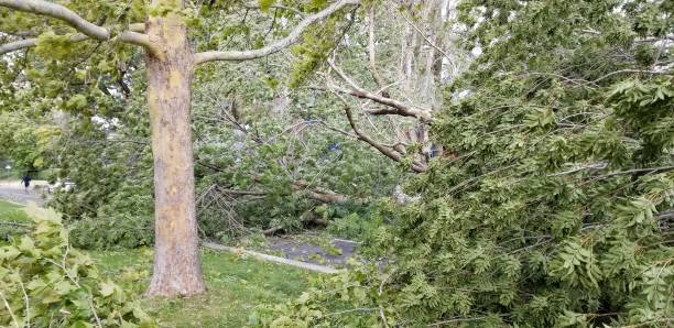 istock Fallen Trees in Salt Lake City from Wasatch Front Windstorm on September 8, 2020 1278835960