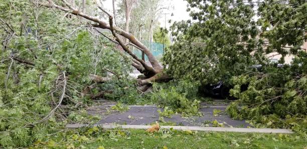 istock Fallen Trees in Salt Lake City from Wasatch Front Windstorm on September 8, 2020 1278835961