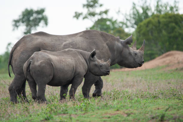istock Black Rhino Cow and Calf 1278836072