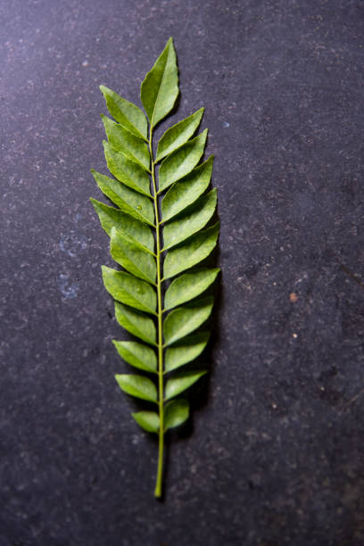 Close up of green curry leaf on a black background