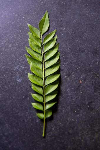 Close up of green curry leaf on a black background