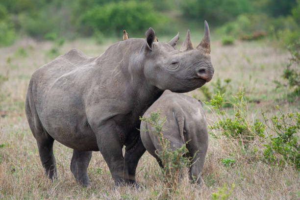 istock Black Rhino Cow and Calf 1278837290