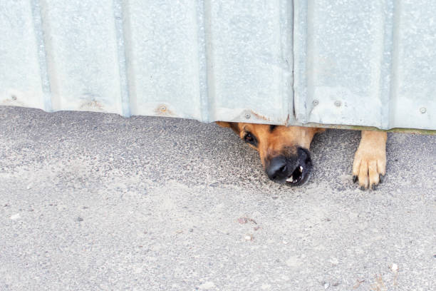 istock Dog snout peeks out and barking from under the gate. 1278838492