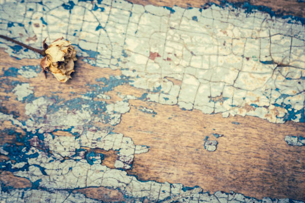 Faded rose on an old painted wooden background. Vintage style effect