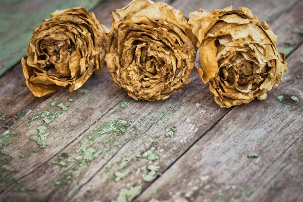 istock Faded roses on an old painted wooden background 1278838595