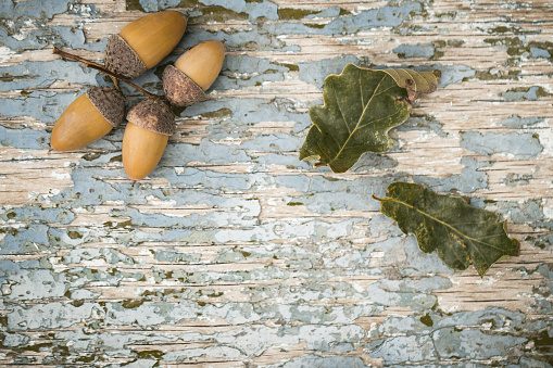 Oak dried acorns with leaves on an old painted wooden background. Toned effect