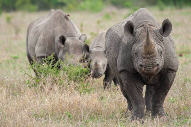 istock Black Rhino Family 1278839724
