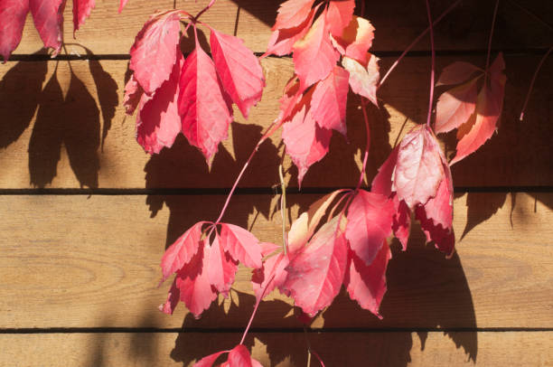 Virginia creeper red autumn leaves Virginia creeper red autumn leaves in a garden parthenocissus stock pictures, royalty-free photos & images