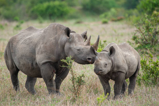 istock Black Rhino Cow and Calf 1278839796