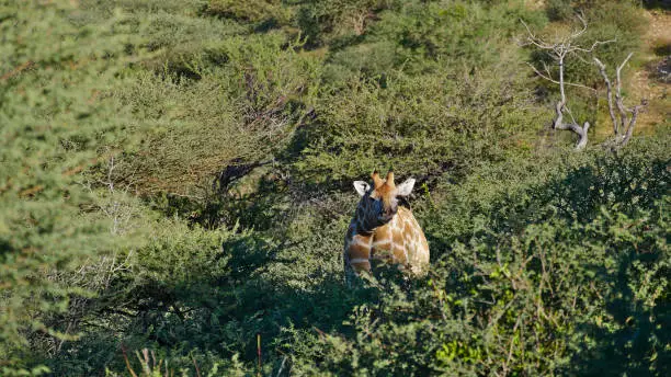 Cute Angolan giraffe (giraffa camelopardalis angolensis, namibian giraffe) looking up the hill between trees, in bush land near Windhoek, Namibia.