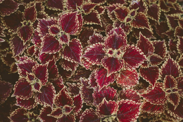 Begonia leaves forming an ornament.