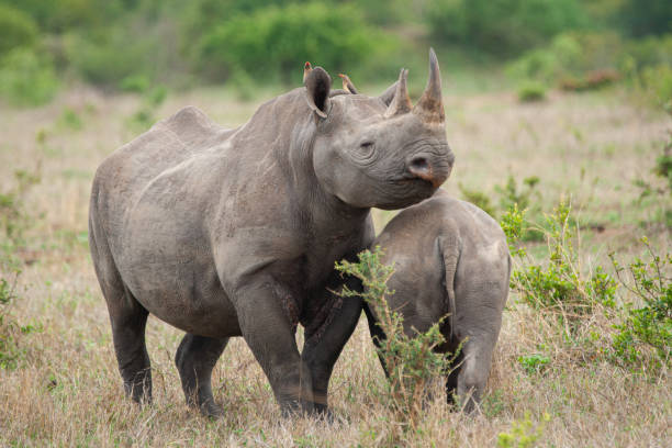 istock Black Rhino Cow and Calf 1278839888