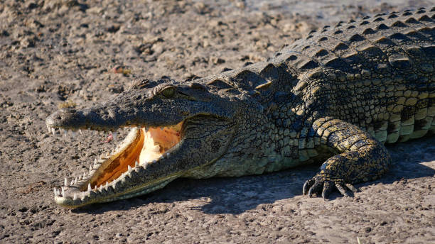 Closeup view of head of dangerously looking full-grown nile crocodile (crocodylus niloticus) with mouth open and visible teeth at the bank of Chobe River, Chobe National Park. stock photo