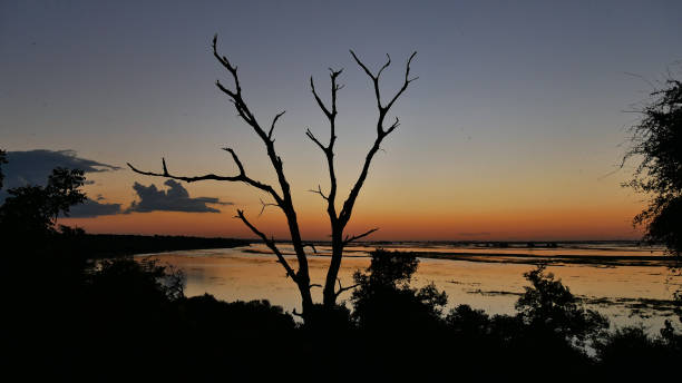 istock Panoramic view over Chobe River after sunset with silhouette of a dead tree and dragonflies flying in the air near Kasane in Chobe National Park. 1278839978