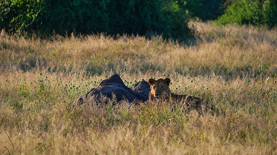Young male lion (panthera leo melanochaita) relaxing besides a termite mound in the high grass in the evening sun in Chobe National Park, Botswana, Africa.