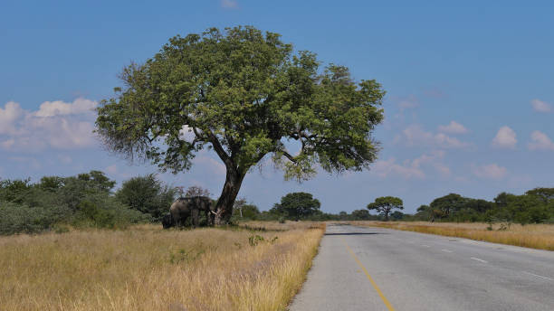 African elephants (loxodonta) grazing under large camel thorn tree (vachellia erioloba) nearby the main road between Kasane and Nata in Kalahari desert, Botswana, Africa.