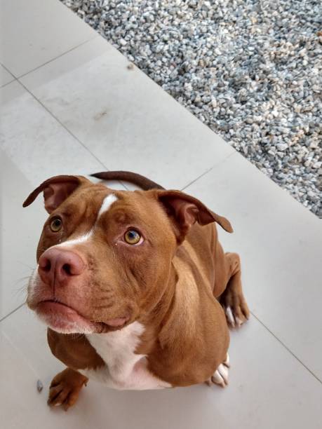 istock A Brown and happy Pitbull terrier 1278841052