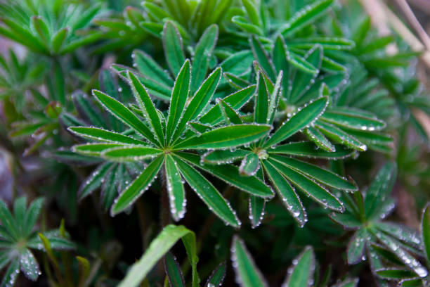 istock Lupine leaf in drops of water 1278841736