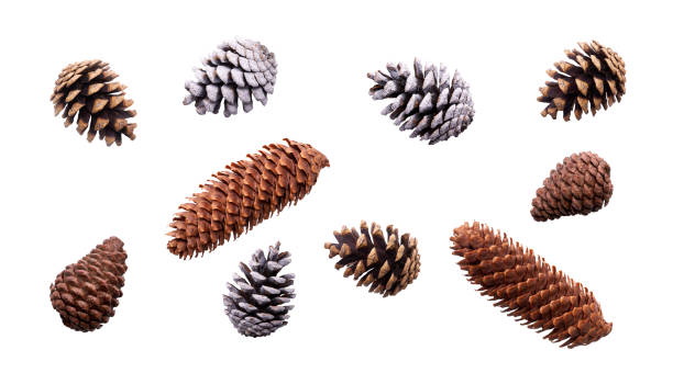 istock A collection of festive pine cone for Christmas tree decorations 1278842975