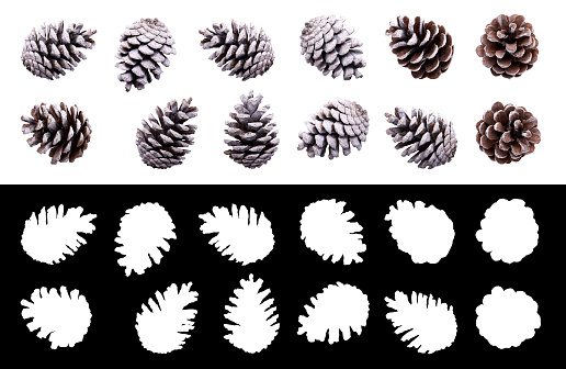 A collection of frost covered pine cone for Christmas tree decoration isolated against a white background and including cut out mask.