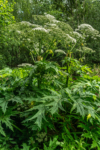 Detailed view of a large plant of the invasive Giant hogweed, standing about 3 meters high with large white flower crowns