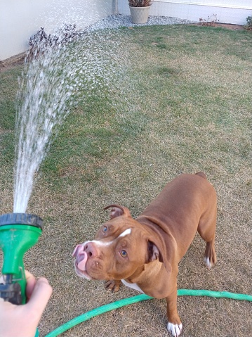 Un Terrier Brown Pitbull mirando al agua photo