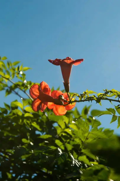 trumpet vine