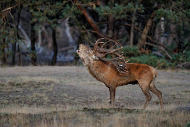 istock Red deer stag in the forest 1278847220