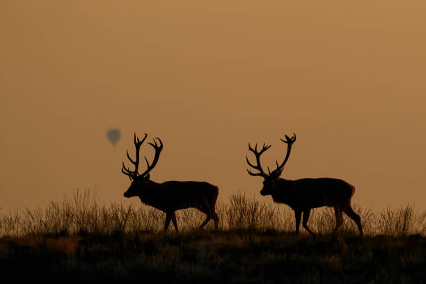 istock Red deer stag in the forest 1278847223