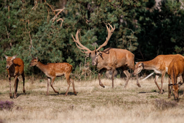 istock Red deer stag in the forest 1278847258