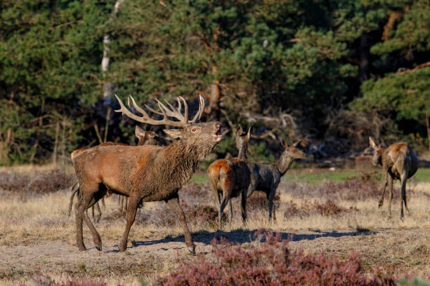 istock Red deer stag in the forest 1278847395